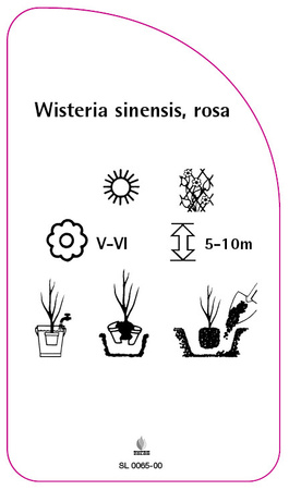 Wisteria sinensis, rosa