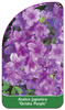 Azalea japonica 'Geisha Purple'