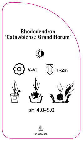 Rhododendron 'Catawbiense Grandiflorum'