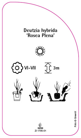 Deutzia hybrida 'Rosea Plena'