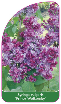 Syringa vulgaris 'Prince Wolkonsky'
