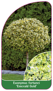 Euonymus fortunei ,Emerald Gold'