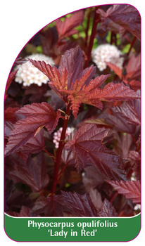 Physocarpus opulifolius 'Lady in Red'