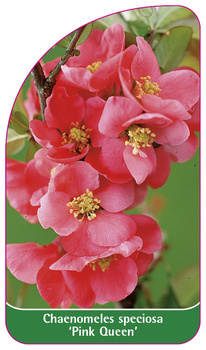 Caenomeles speciosa 'Pink Queen'