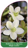 Helleborus x nigercors 'Magic Leaves'