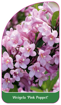 Weigela 'Pink Poppet'
