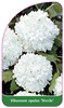 Viburnum opulus 'Sterlie'