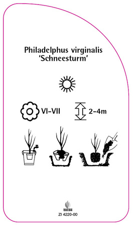Philadelphus virginalis 'Schneesturm'