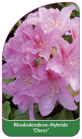 Rhododendron-Hybride 'Cheer'