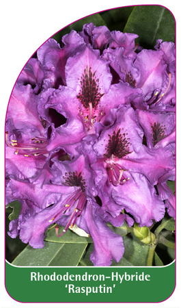 Rhododendron-Hybride 'Rasputin'