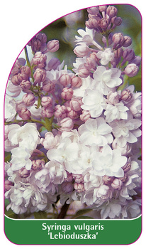 Syringa vulgaris 'Lebioduszka'