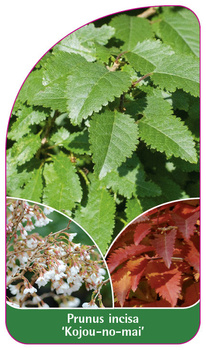 Prunus incisa 'Kojou-no-mai'