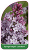 Syringa vulgaris 'Amethyst'