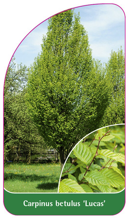 Carpinus betulus 'Lucas'