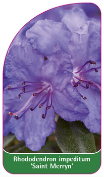 Rhododendron impeditum 'Saint Merryn'