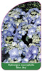 Hydrangea macrophylla 'Blue Sky'