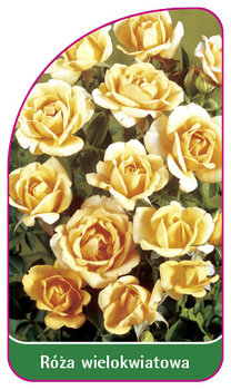 Róza wielokwiatowa Nr. 262