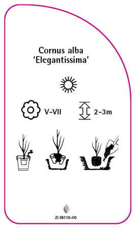 Cornus alba 'Elegantissima