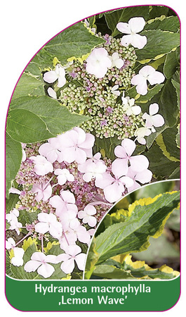 Hydrangea macrophylla ,Lemon Wave'