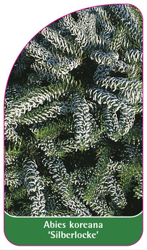 Abies koreana 'Silberlocke'