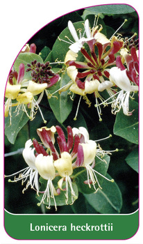 Lonicera heckrottii