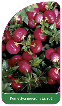 Pernettya mucronata, rot