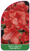 Azalea japonica 'Signalglühen'