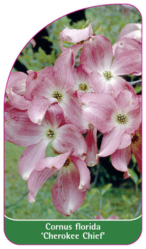Cornus florida 'Cherokee Chief'