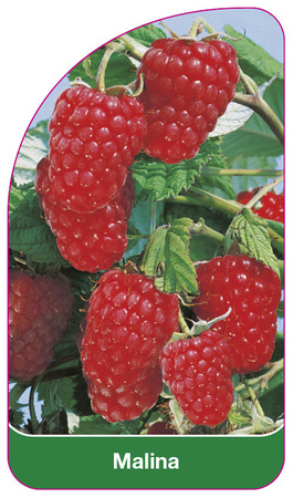 Raspberry