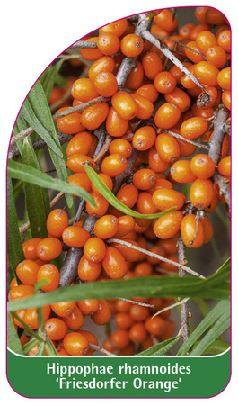Hippophae ramnoides 'Friesdorfer Orange'