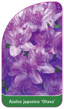 Azalea japonica 'Otava'