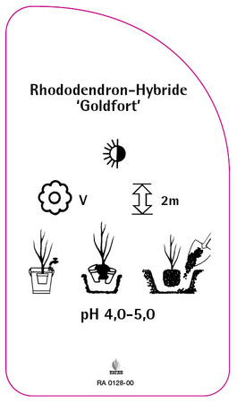 Rhododendron-Hybride 'Goldfort'