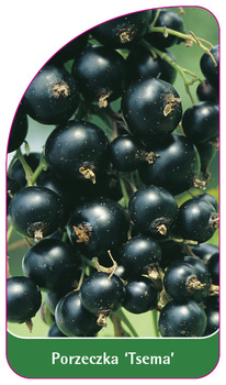 Porzeczka 'Tsema'