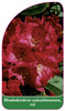 Rhododendron yakushimanum, rot