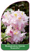 Rhododendron-Hybride 'Kranenfee'