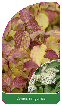 Cornus sanguinea