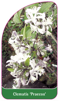 Clematis 'Praecox'