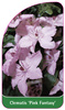 Clematis 'Pink Fantasy'
