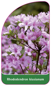 Rhododendron kiusianum