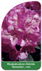 Rhododendron-Hybride 'Balalaika', rose