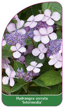 Hydrangea serrata 'Intermedia'