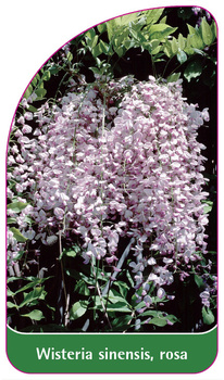 Wisteria sinensis, rosa