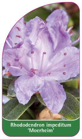 Rhododendron impeditum 'Moerheim'