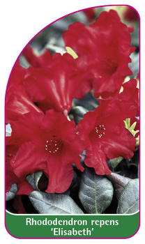 Rhododendron repens 'Elisabeth'