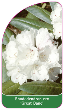 Rhododendron rex 'Great Dane'