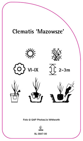 Clematis 'Mazowsze'
