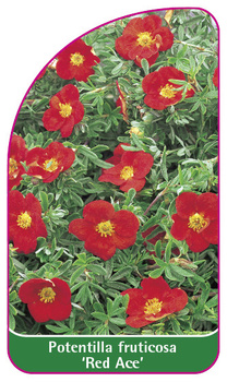 Potentilla fruticosa 'Red Ace'