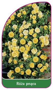 Róza pnąca Nr. 313 B