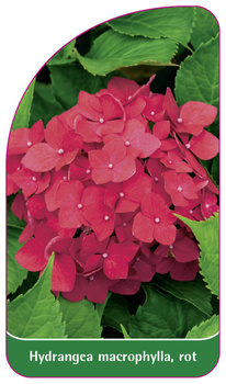 Hydrangea macrophylla, rot