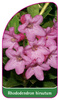 Rhododendron hirsutum